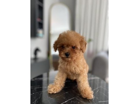 Teacup erkek toy poodle yavrumuz yeni ailesini aramakta