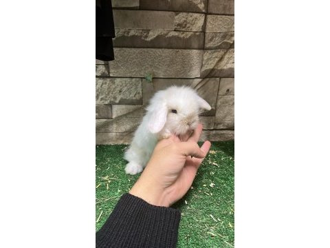 Orijinal hollanda lop tavşanları full set ve kapıda ödeme