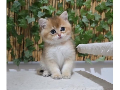 Üst kalite erkek british shorthair yavru