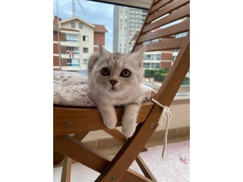 3 aylık erkek brıtısh shorthaır