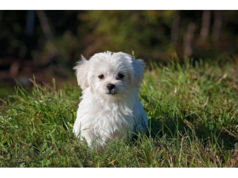 Maltese terrier sıfır numara büyümeyen bebeklerim