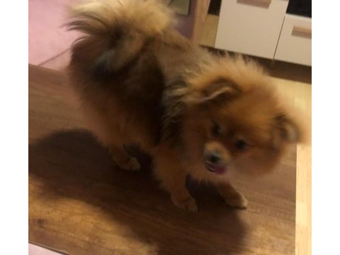 Safkan 10 aylık spitz