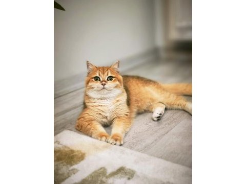 British shorthair ny12 kızımız