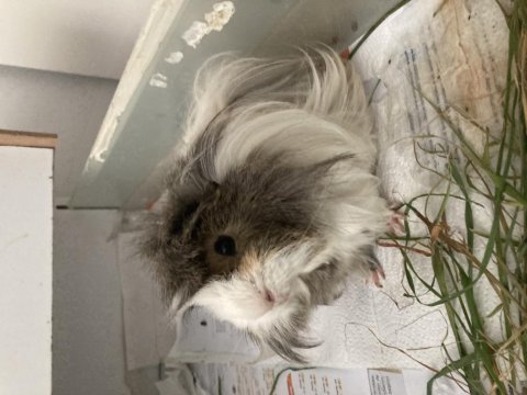 Ücretsiz uysal 2 guinea pig