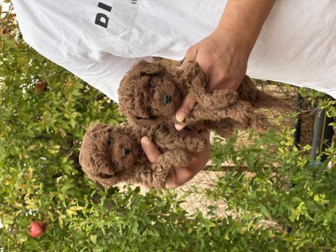 Orjinal aşılı toy poodle