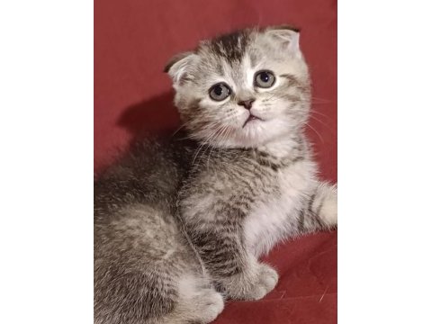 Veterinerden scottish fold yavruları
