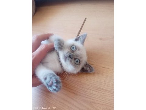Güzel british shorthair bebeğe yuva arıyoruz