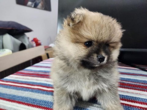 Rezerveye açık köpeğimiz 2