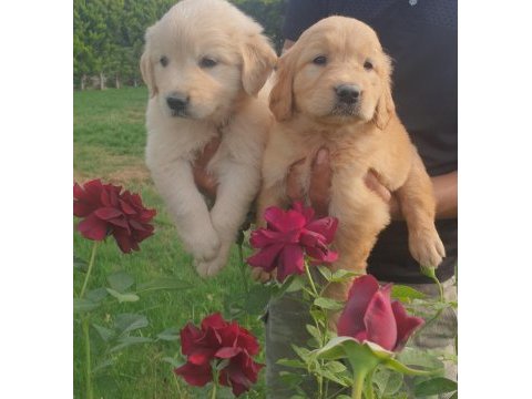 Golden retriever çok şeker yavrular