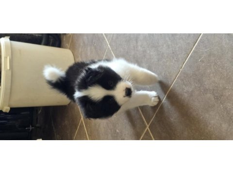 Muhteşem border collie yavrular