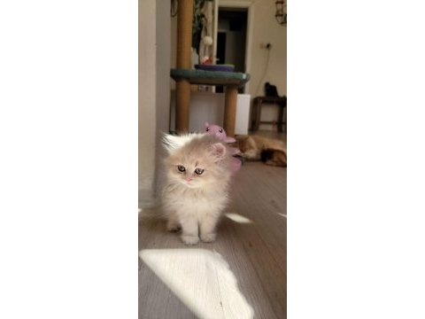 Harika british longhair golden yavrularımız