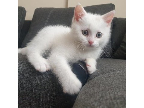 60 günlük beyaz british shorthair oyuncu sevimli