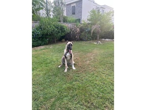 Kangal aslan pusat için hak ettiği bir yuva