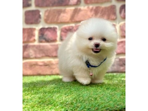 Türkiyenin en küçük köpekleri pomeranian boo