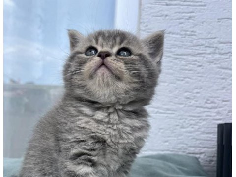 Teslime hazır brıtısh shorthair yavrularım 