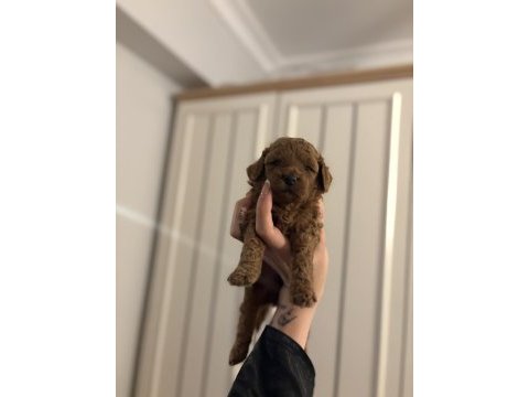 Orjınal dark red toy poodle yavrularım