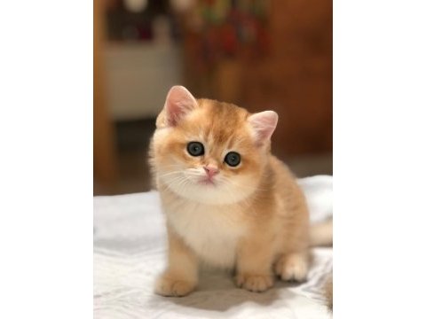 A kalite british shorthair golden yavrular