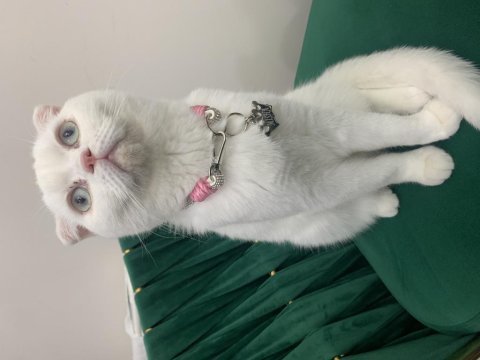 Scottish fold kedimizi zorunluluktan sahiplendiriyoruz