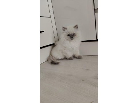 Dişi ve erkek british longhair mevcuttur