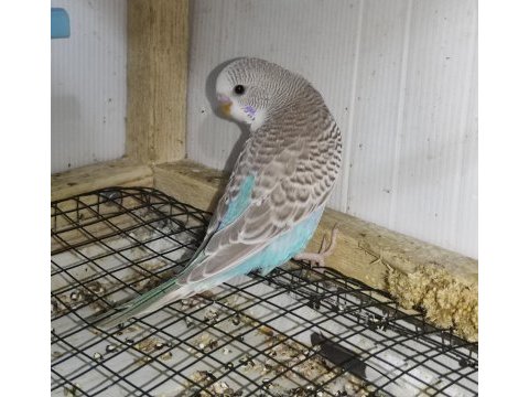 Bebek muhabbet kuşları