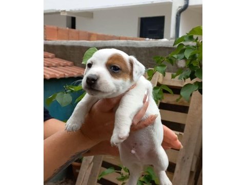 Yavru jack russell