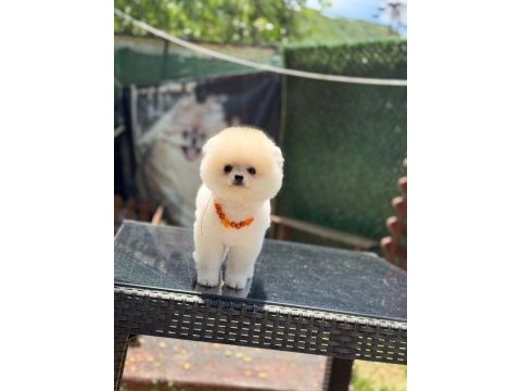 Can dostu pomeranian