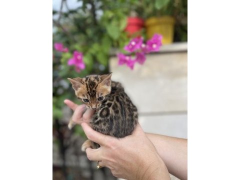 Bengal yavru kedim