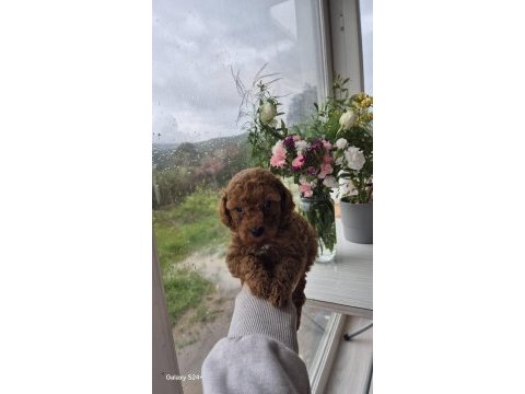 Toy poodle köpeği