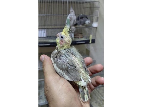 El besleme ısırma huyları olmayan bebek sultan yavrular