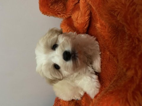 İstanbul beyefendisi maltipoo yeni ailesini bekliyor