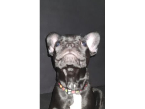 Orijinal erkek fransız bulldog 6 aylık