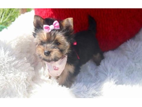Teacup eğitimli yorkshire terrier yavrular