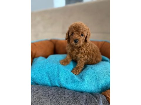 Ankaranın en güzel toy poodle yavruları petmode den