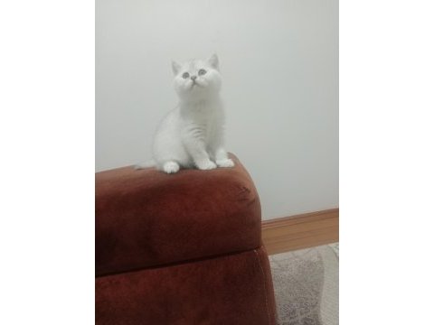 British shorthair pamuklar yuvasını bekliyor