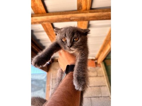 Uyguna mükemmel scottish fold bebekler | sahibinden