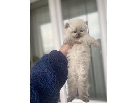 3 dişi ve 2 erkek mevcut kedimiz