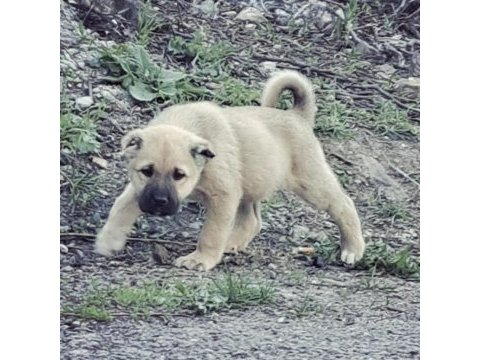 Safkan yavru kangal köpekler