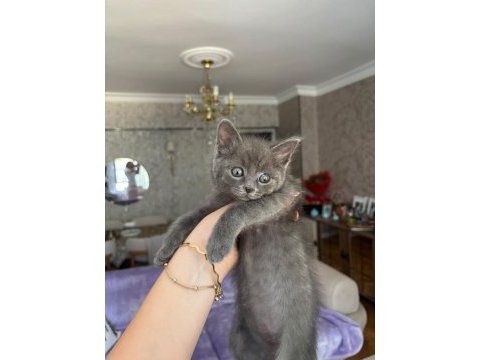 Minik british shorthair yavrumuza yuva arıyoruz