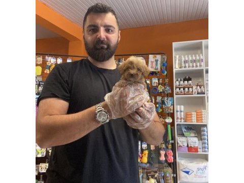 Teacup maltipoo yavrularımız