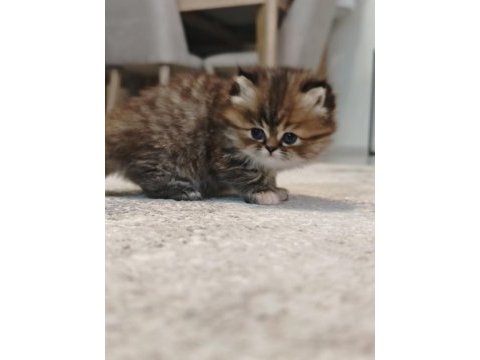 İran persian