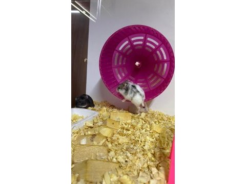 Hamster dair herşey antalya hamster çiftliği (bfa)