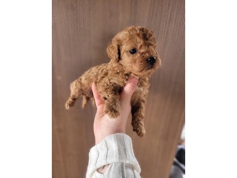 Toy poodle bebekler ruhsatlı çiftlikten