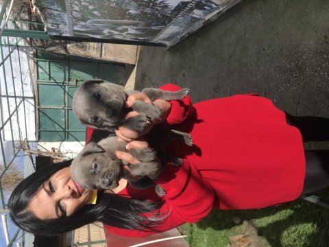 Blue mavi gözlü cane corso yavrularım