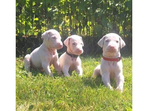 Türkiyede ilk ve tek özel renk doberman yavrular