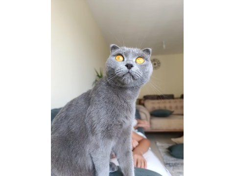 Scottish fold 1,5 yaşında