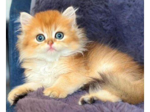 British longhair golden bebek
