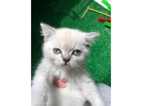 Pamuk tüylü blue point scottish fold