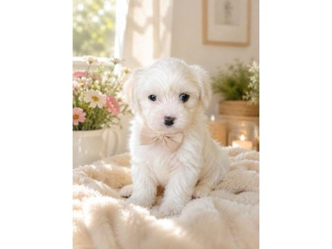 0 numara maltese bebekler