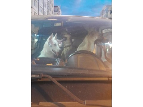 Köpeklerimiz tina ve şila evde büyüdüler