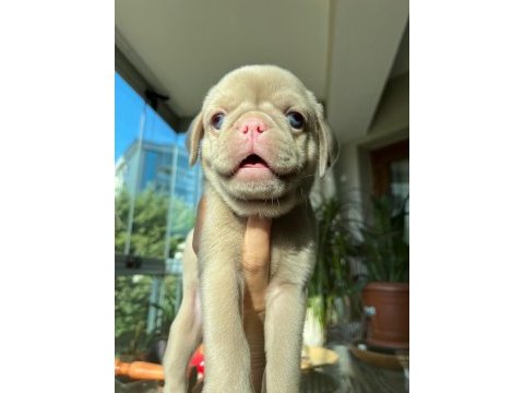 Pug mops (pink)